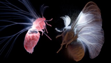 Pop-Up Planetarium: The Secret World of Moths